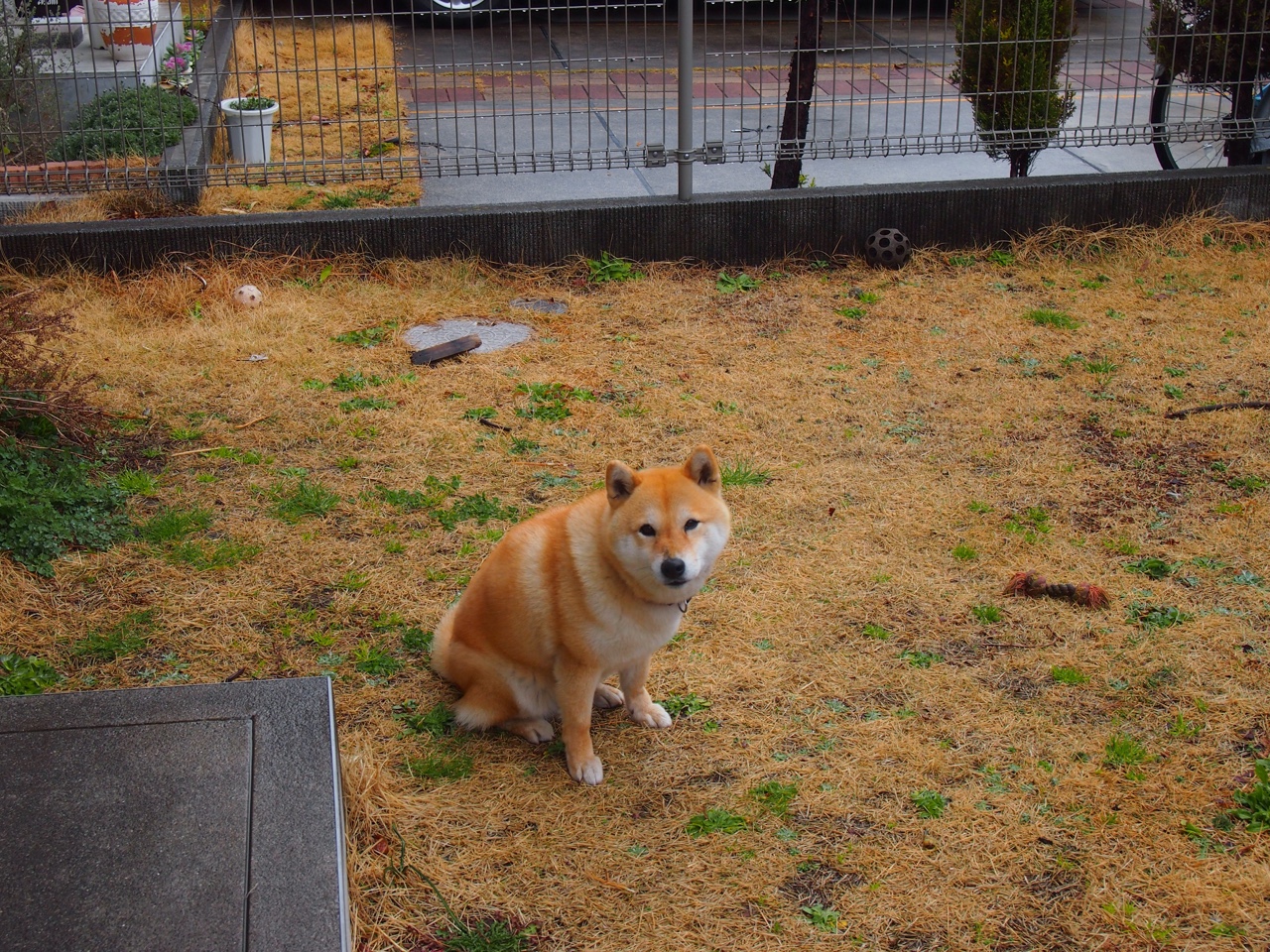 全面压制！快船团队篮球击溃北京 约基奇内线魔术师独舞惊艳