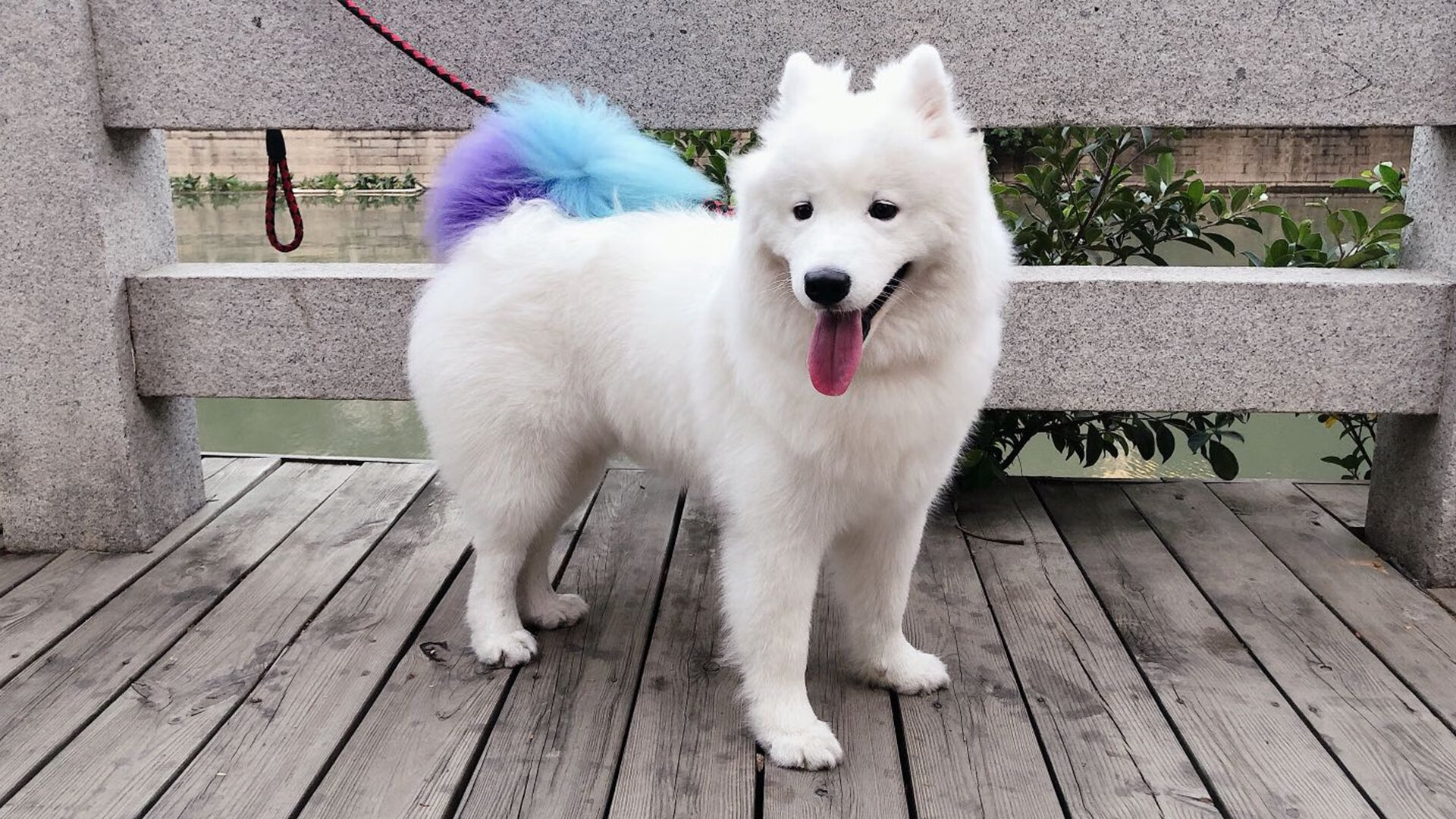 单节风暴与冰冷刺客，当深圳掀翻灰熊，伦纳德在压力熔炉中重生