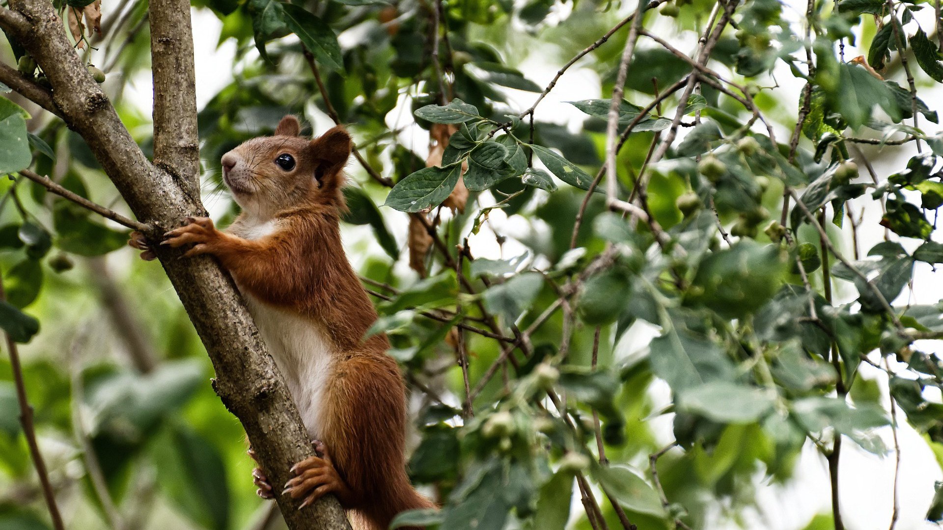 武切维奇统治内线，步行者力克辽宁取热身赛胜利